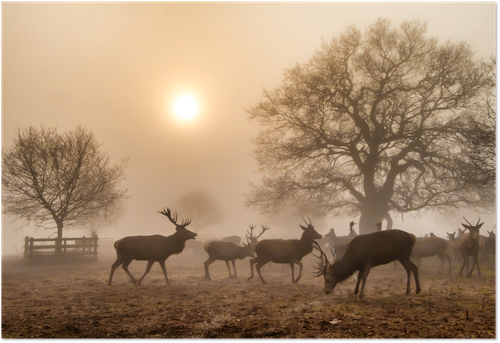 Bradgate Park