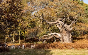 Managing the Wildlife off Bradgate Park